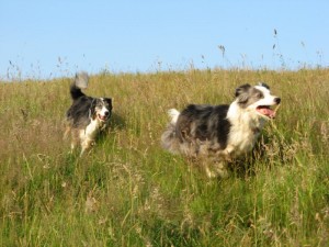 a run in the fields