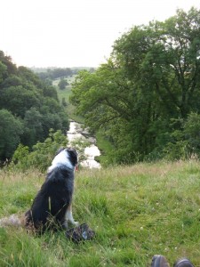 Looking down the dale