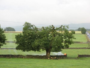 IMG_3648_1