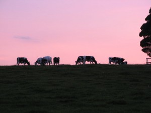 IMG_4027