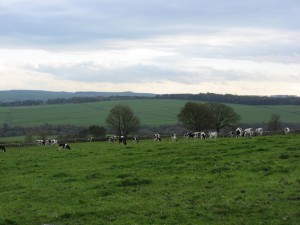 IMG_4506