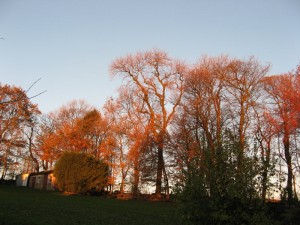 IMG_4511