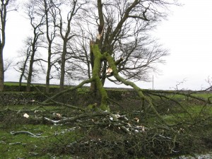 IMG_4729
