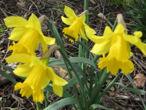 IMG_0158_1