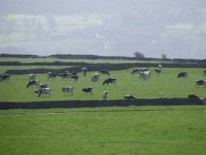 IMG_0306