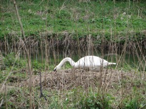 IMG_0385