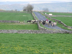 IMG_0454