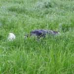 Spot Smudge!