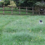 Blue lying in the grass