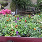 hanging baskets