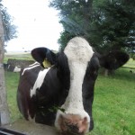 Cow at Derwent window