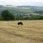 A cut field