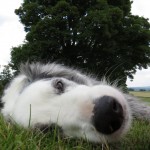 Smudge close up