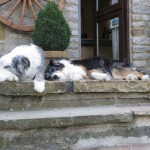 Guard dogs hard at work