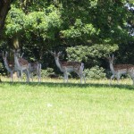 IMG_1648