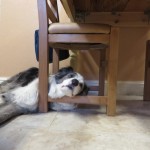 Looks a comfy spot to me!
