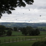 swallows