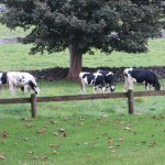 cows in the front field