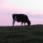 Twilight cow