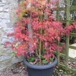 autumn colour