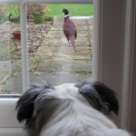 Smudge gives pheasant collie stare from lounge window