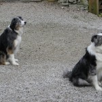 Watching the wagtail