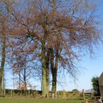 Looking to Bluebell