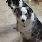 Is it dinner time?