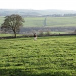 Cow in field