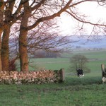 cow at sunset