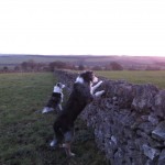 where are the cows?