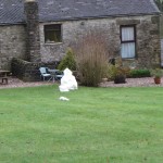 snowman on New Years Day