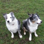 dogs in the breeze