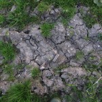 IMG_4423_1