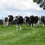 cows on the move