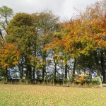 autumnal colours at Bolehill