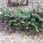 Fuschias are still doing well