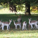 IMG_7418