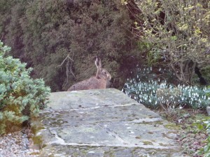 IMG_8736