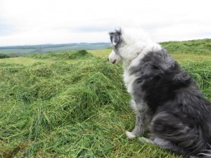 IMG_9974_1