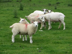 IMG_0513_1