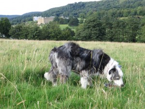 IMG_0824_1