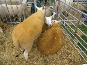 IMG_0920_1