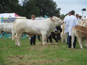 IMG_0932_1