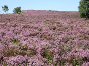 IMG_1025_1