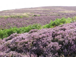 img_1175_1